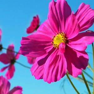 Meet your Posher, Michele